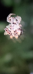 Thelacantha brevispina