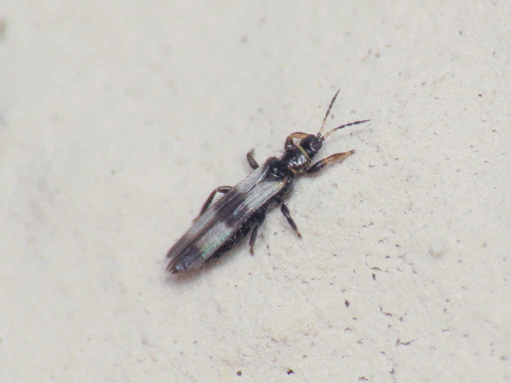 Melanthrips ficalbii