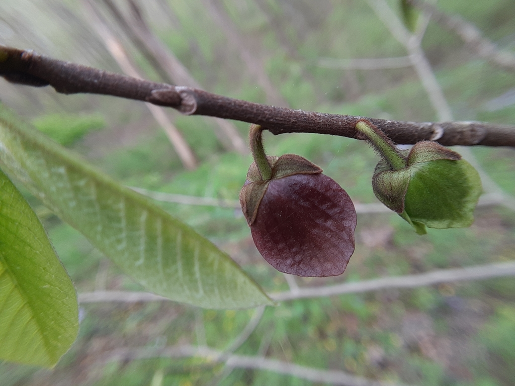 common pawpaw from Westwood, Cincinnati, OH, USA on May 01, 2022 at 09: ...
