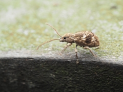 Pseudoedophrys