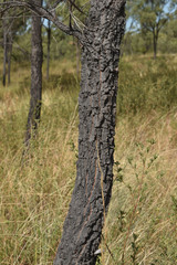 Grevillea parallela