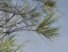 Grevillea parallela
