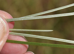 Grevillea parallela