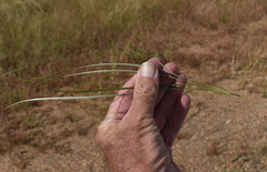 Grevillea parallela