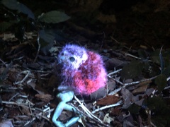 Margarobyas lawrencii