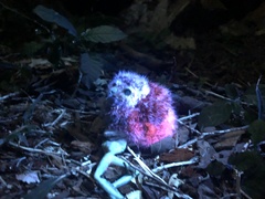 Margarobyas lawrencii