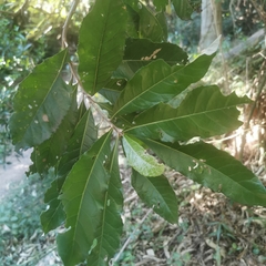 Brachylaena discolor