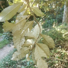 Brachylaena discolor