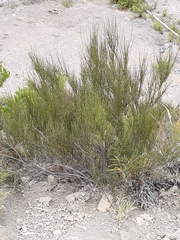 Ephedra americana