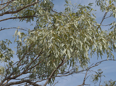 Eucalyptus microneura