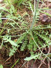 Arabidopsis arenosa arenosa
