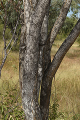 Eucalyptus microneura