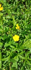 Potentilla reptans