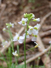 Arabidopsis arenosa arenosa