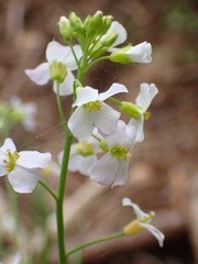 Arabidopsis arenosa arenosa