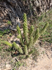Austrocylindropuntia subulata