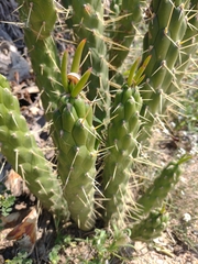 Austrocylindropuntia subulata