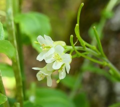 Pseudoturritis turrita