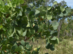 Erythrophleum chlorostachys