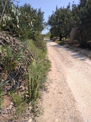 Austrocylindropuntia subulata