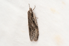 Semioscopis aurorella