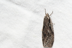 Semioscopis aurorella