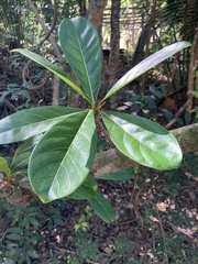 Ficus obtusifolia