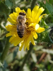 Helminthotheca echioides