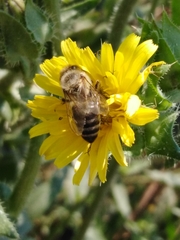 Helminthotheca echioides