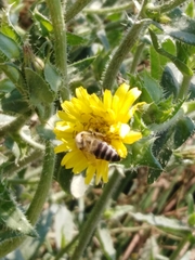 Helminthotheca echioides