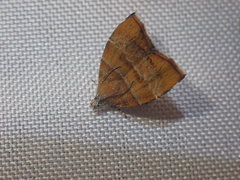 Choreutis achyrodes