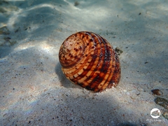 Tonna variegata