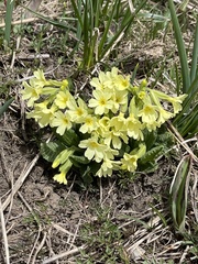Primula intricata