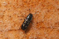 Glischrochilus vittatus