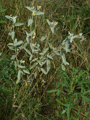 Melhania oblongifolia