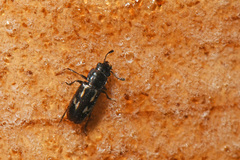 Glischrochilus vittatus