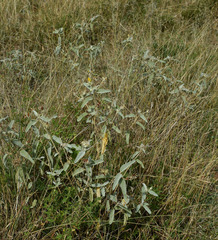 Melhania oblongifolia