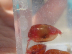 Cyzicus californicus