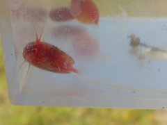 Cyzicus californicus