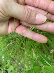 Carex leptalea