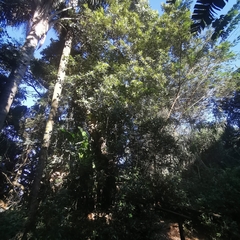 Brachylaena discolor