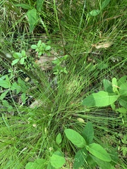 Carex leptalea