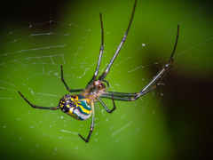 Leucauge venusta