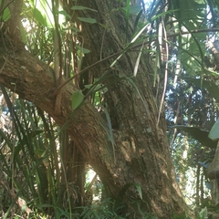 Brachylaena discolor