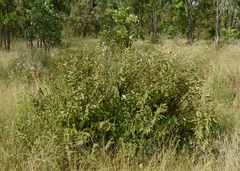 Grewia retusifolia
