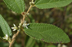 Grewia retusifolia