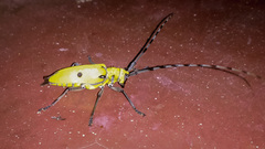 Acalolepta sulphurifera
