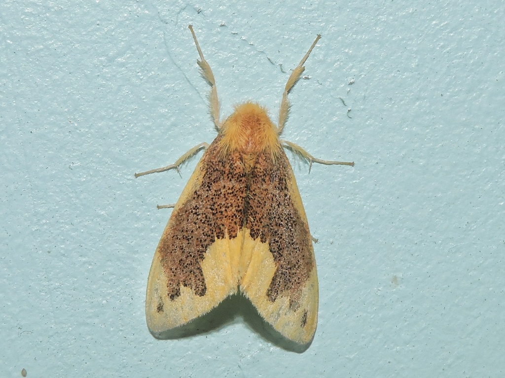 Euproctis dispersa