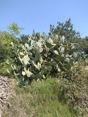 Opuntia ficus-indica