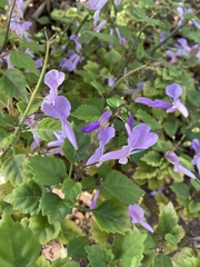 Plectranthus saccatus
